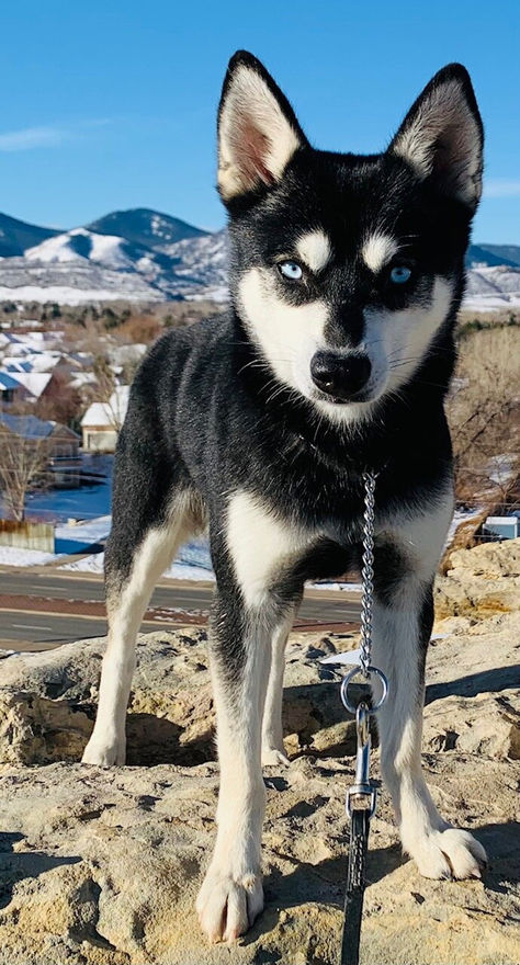 Alaskan Klee Kai Colorado Alaskan Klee Kai Full Grown, Klee Kai Dog, Alaskan Klee Kai Puppy, Miniature Husky, Greenland Dog, Family Friendly Dogs, Husky Breeds, Alaskan Klee Kai, Dog List