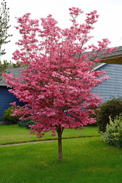 Cornus florida - Flowering Dogwood | PlantMaster Cornus Florida Dogwood, Pink Flowering Dogwood Tree, Red Dogwood Tree, Dogwood Tree Landscaping, Flowering Dogwood Tree, Beautiful Flower Gardens, Pink Dogwood Tree, Baltimore House, Michigan Garden