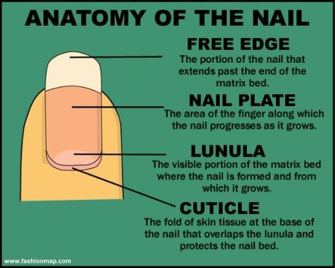 anatomy of the nail Nail Notes, Nail Tech School, Nail Room Ideas, Emerald Nails, Opal Nails, Nail Courses, Cosmetology School, Nail Room, School Nails