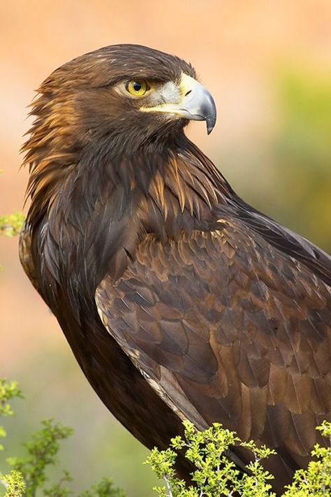 golden eagle (photo by grguy) Saw one of these while running the dogs today: Types Of Eagles, Aigle Royal, Raptors Bird, Eagle Pictures, The Eagles, Golden Eagle, Airbrush Art, An Eagle, Bird Pictures