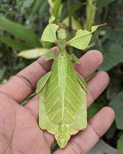 Leaf mantis.  Photo:  Dix Balino. Cool Bugs, Types Of Fruit, Creepy Crawlies, Bugs And Insects, Bugs, Insects