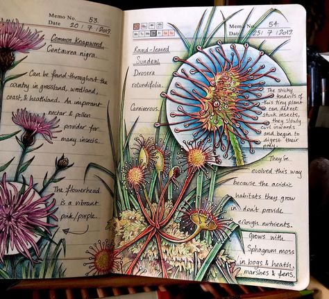 Drosera Rotundifolia, Botanical Sketchbook, Field Journal, Books Ideas, Tiny Plants, Garden Journal, Nature Drawing, Brown Art, Nature Collection