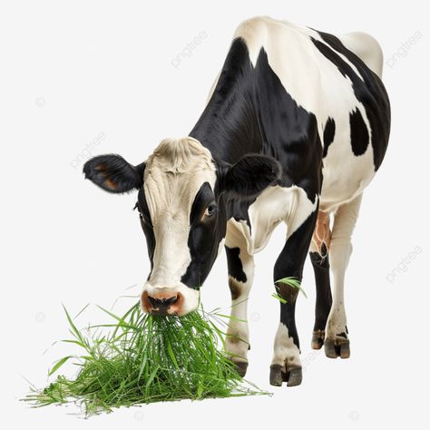 the big cow is eating fresh grass Cow Images, Cow Eating, Big Cow, Animal Eating, Fresh Eating, Vegetable Pictures, Eating Fresh, Baby Ganesha, Cow Png