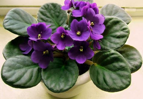 Violetele de Parma, cele mai frumoase flori de apartament! 7 trucuri de la florari Feng Shui Indoor Plants, African Violet Pots, African Violets Plants, Violet Plant, Crassula Ovata, House Plant Care, House Plants Indoor, African Violets, Alam Yang Indah