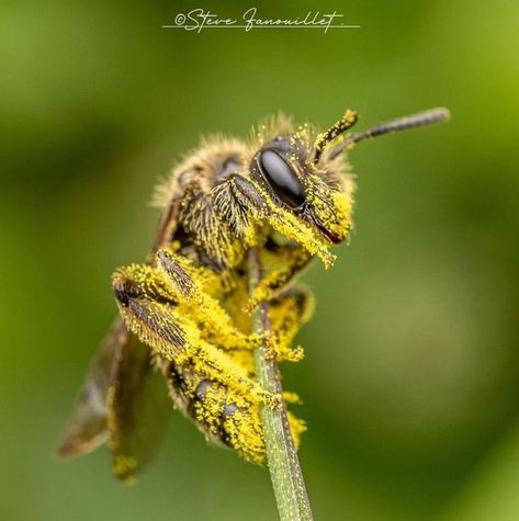 Bee covered in pollen. Photo: Steve Fanouillet. Close Up Photos, Beautiful Nature, Bugs, Insects, Close Up, Bee, Yard, Animals, Bugs And Insects