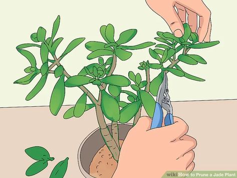 How To Trim Jade Plant, How To Prune A Jade Plant, How To Propagate A Jade Plant, How To Make Jade Plant Bonsai, Jade Bonsai For Beginners, Prune Jade Plant, Jade Plant Pruning, Jade Plant Bonsai, Jade Plant Care