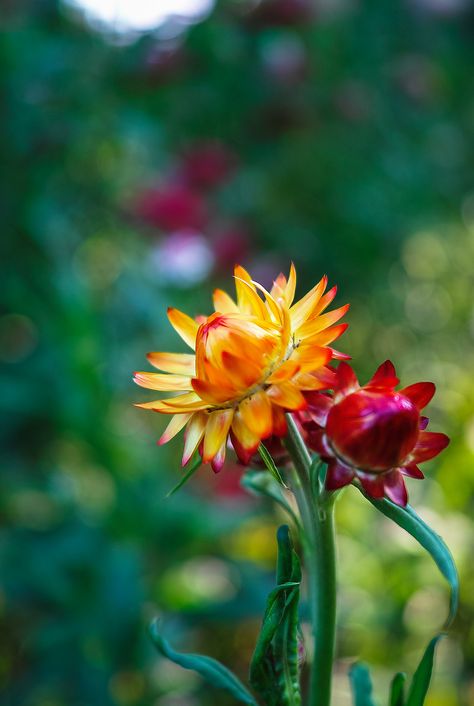 https://flic.kr/p/dZdVbU | Everlasting Flowers Helichrysum Bracteatum, Everlasting Flowers, Fragrant Plant, Book Flowers, Cut Flower Garden, Container Plants, Vertical Garden, Small Garden, Cut Flowers