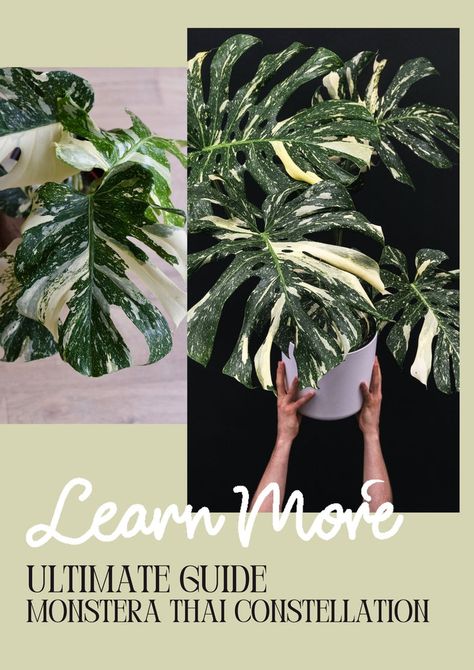 Monstera Thai Constellation Care Guide Thai Constellation Monstera Care, Thai Constellation Monstera, Monstera Thai Constellation, Thai Constellation, Easy Care Houseplants, Yellow Plants, House Plant Pots, Indoor Trees, Variegated Plants