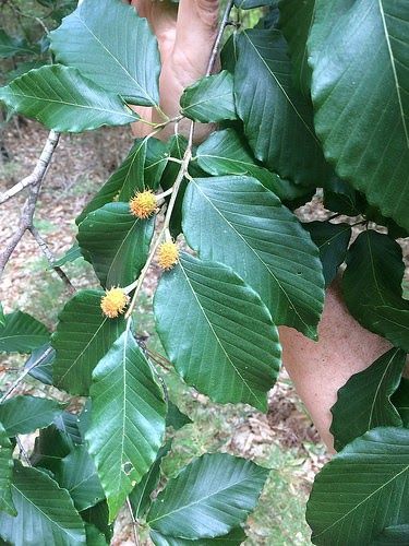 American Beech Tree, Beech Tree Leaves, Needing Space, Fall Branches, Beech Nut, Beech Trees, Patio Trees, Spring Leaves, Street Trees