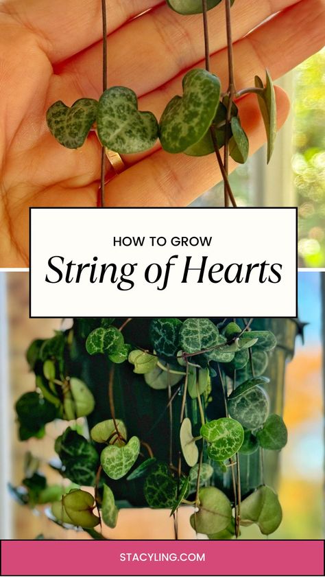 Dreaming of a beautiful string of hearts plant trailing down your shelves? Discover the secrets to growing this popular houseplant with our easy-to-follow guide. String Of Hearts Plant, Low Maintenance Indoor Plants, Easy Care Houseplants, String Of Hearts, Heart Care, Insecticidal Soap, Low Maintenance Garden, Liquid Fertilizer, Garden Tips