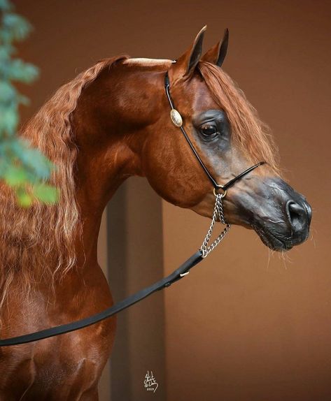 Arabic Horse, Western Horse Riding, Arabian Horse Art, Hyperrealism Paintings, Elegant Horse, Arabian Stallions, Arabian Art, Beautiful Arabian Horses, Horse Aesthetic