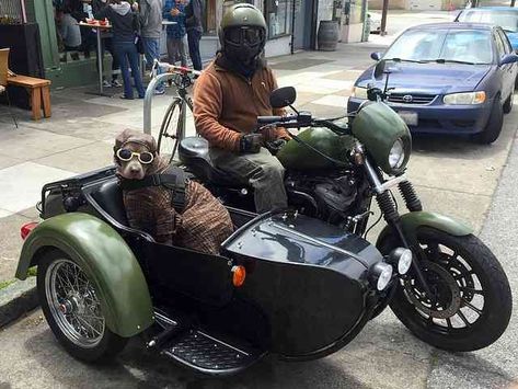 Dog in Motorcycle Sidecar Sidecar Motorcycle, Ural Motorcycle, Dogs Photos, Biking With Dog, Motorcycle Sidecar, Best Motorcycle, Motorcycle Photography, Motorcycle Garage, Alfa Romeo Cars