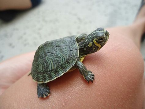 I love turtles! Animal Cuddles, Land Turtles, Galapagos Tortoise, Baby Sea Turtles, Aquatic Turtles, Small Turtles, Pet Turtle, Turtle Tank, Cute Reptiles