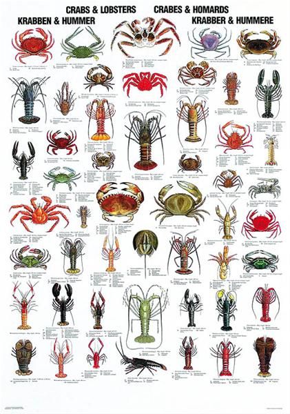 Crabs & Lobsters  #JoesCrabShack Lobster Poster, Fish Chart, Crab And Lobster, Salt Water Fish, Underwater Creatures, Types Of Fish, Nature Posters, Crustaceans, Scientific Illustration