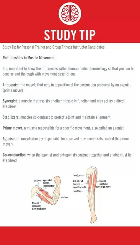 Ace Personal Training Exam Tips, Ace Fitness Certification Study, How To Ace Anatomy And Physiology, Ace Study, Personal Training Certification, Personal Trainer Business, Ace Fitness, Medical Assistant Student, Yoga Teacher Resources