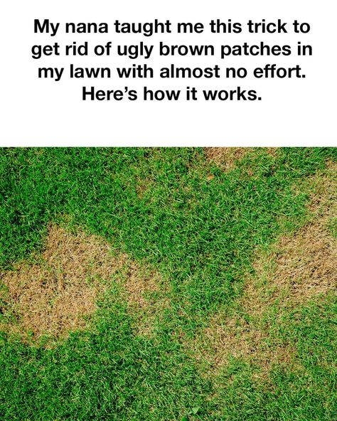 Lawn Repair, Lawn Pests, Dog Urine, Lawn Fertilizer, Diy Lawn, Lawn Care Tips, Healthy Lawn, Drought Resistant, Grasses Garden