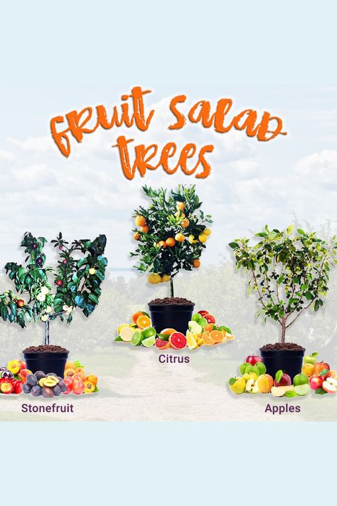 Multi Fruit Tree, Fruit Salad Tree, Grafting Fruit Trees, Witches Kitchen, Fruit Bushes, Backyard House, Fairy Tales For Kids, Garden Food, Types Of Fruit