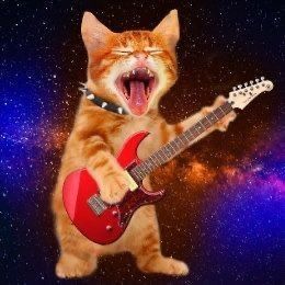 Nyan Cat, Silly Cats Pictures, Cat Boarding, Silly Animals, Funny Cute Cats, Silly Cats, Orange Cat, Doja Cat, Playing Guitar