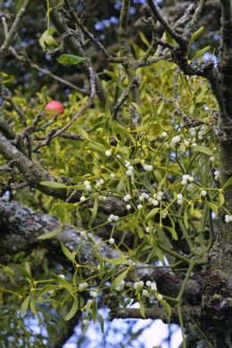 A mistletoe plant making its home in an apple tree Apple Tree Garden, Birch Tree Tattoos, Mistletoe Plant, Loki Tattoo, Winter Traditions, Bonsai Tree Tattoos, Red Oak Tree, Dnd Druid, Tree Wallpaper Iphone