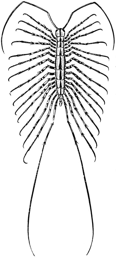 The House Centipede (Scutigera coleoptrata) is a yellow and gray centipede with thirty legs. It was once referred to as Cermatia forceps. House Centipede Tattoo, Creepy Centipede Tattoo, Centapeid Drawing, Centipede Aesthetic, Centipede Illustration, Traditional Centipede Tattoo, Centipede Art, Centipede Drawing, House Centipede