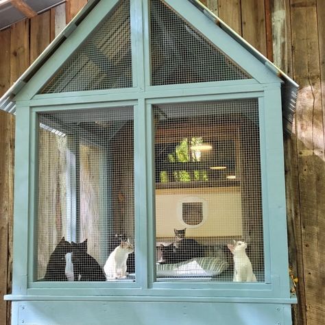 10 Catio Plans That Are Purrfect for Indoor Cats Catio Plans, Katt Diy, Cat Patio, Outdoor Cat Enclosure, Cat House Diy, Outdoor Cat House, Cat Window, Cat Enclosure, Kitten Rescue