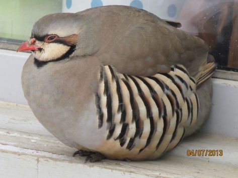 fat chukar partridge Shuu Iwamine, Chukar Partridge, Hatoful Boyfriend, Grey Wagtail, Dove Pigeon, Funny Birds, Birdwatching, Partridge, Character Aesthetic