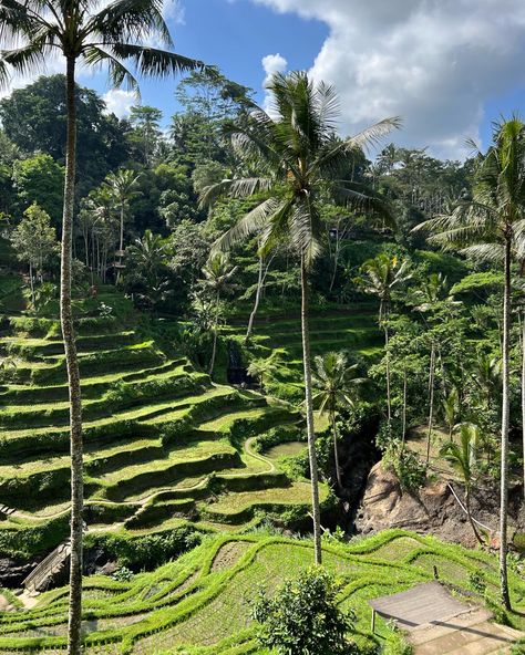 ubud, rice fields Ubud Rice Fields, Rice Field Bali, Thailand Rice Fields, Rice Fields Bali, Bail Indonesia, Ubud Bali Aesthetic, Bali Rice Fields, Bali Baby, Bali Honeymoon