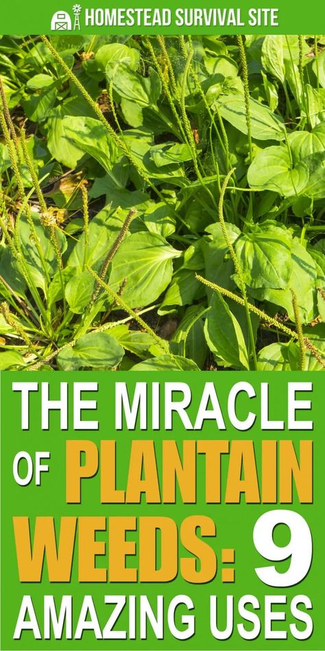 Plantain Plant, Easy To Grow Plants, Plants For Beginners, Wild Food Foraging, Medicinal Herbs Garden, Survival Quotes, Natural Healing Remedies, Healing Plants, Grow Plants