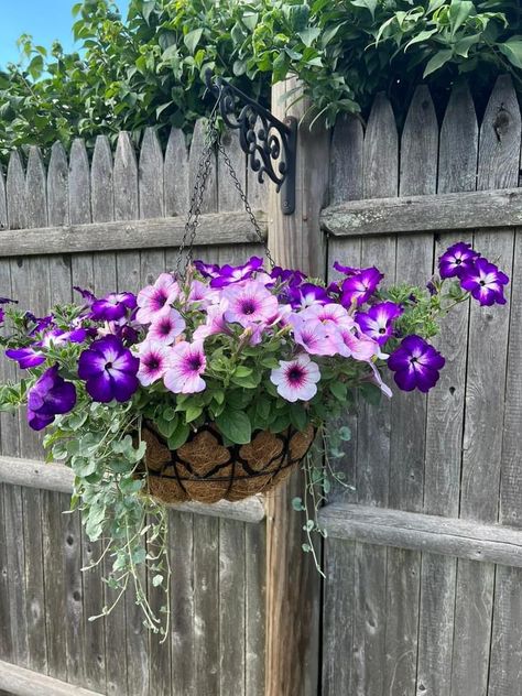 pw crazytunia purple storm? Pw Petunia good and plenty blue ice Pw silver falls dichondra. These bright blue June days here in Ma. Are why we put up with long winters! 💗 My fence hanger proven winner combos are looking great ! (Sighhh my happy place) I experimented this year and I’m kinda proud of them. 😁 By Didi Songin, vF 6-14-22 Petunias Hanging Baskets, Petunia Hanging Baskets, Silver Falls Dichondra, Purple Storm, June Days, Wave Petunias, Purple Petunias, Silver Falls, Blue Ice