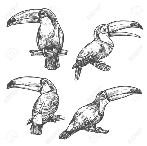 Toucan Drawing, Animals Crafts, Toco Toucan, Toucan Bird, Bird Sitting, Bird Sketch, Black And White Photo Wall, Pets Drawing, Blossom Tattoo