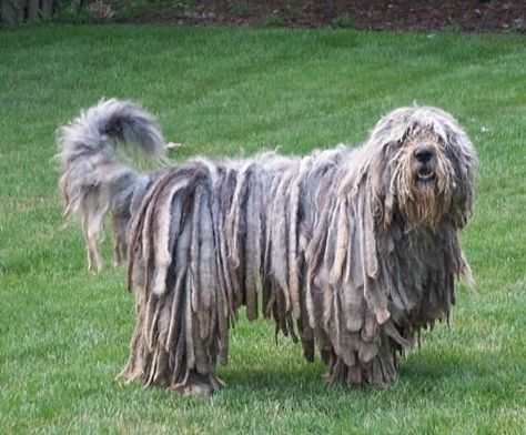 Bergamasco Shepherd, Bergamasco Sheepdog, Unusual Dog Breeds, Dog Breeds Pictures, Aesthetic Patterns, Every Dog Breed, Dog Varieties, Herding Dogs, Dog Info