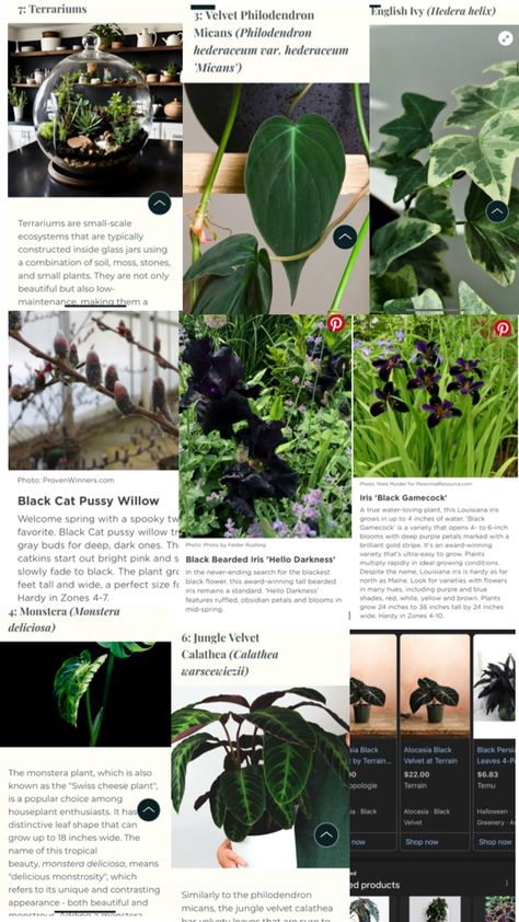 Gothic Plants, Louisiana Iris, Garden Goals, Goth Garden, Hedera Helix, English Ivy, Plants Indoor, Welcome Spring, Small Plants