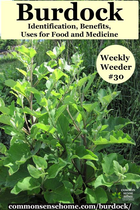 Herbal Monographs, Burdock Root Tea, Plant Remedies, Medicinal Wild Plants, Medicinal Weeds, Edible Weeds, Food Foraging, Wild Foraging, Wild Food Foraging