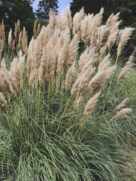 Ornamental Grasses: Pampass Grass | 15 Types of Ornamental Grasses to Spruce Up Your Outdoors Short Ornamental Grasses, Ornamental Grasses For Shade, Ornamental Grass Landscape, Tall Ornamental Grasses, Pink Pampas, Pink Pampas Grass, Shade Grass, Landscape Curbing, Edging Plants