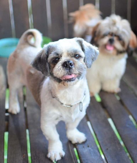 10 Best Shih Tzu Rescues for Adoption (2021): Our Top 10 Picks! Rescue Dogs For Adoption Near Me, Free Puppies For Adoption Near Me, Free Puppies For Adoption, Small Dog Rescue, Shih Tzu Rescue, Shih Tzu For Sale, Rescue Dogs For Adoption, Cute Shih Tzu, Dogs Up For Adoption