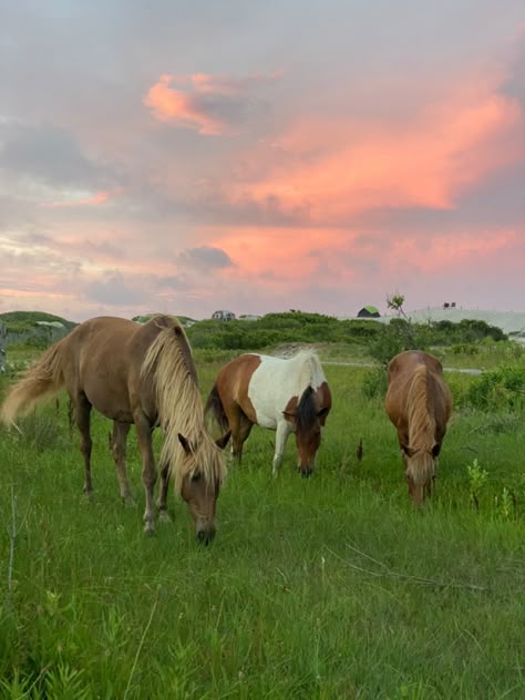 Pink Farm Aesthetic, Horses And Ponies, Wild Horses Aesthetic, Cute Horse Aesthetic, Country Pink Aesthetic, Horse Summer Aesthetic, Pink Horse Aesthetic, Wild Horse Aesthetic, Pink Country Aesthetic