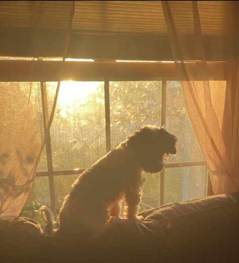 Aesthetic dog sunlight cottage pretty Yellow Dog Aesthetic, Dog Core Aesthetic, Gavincore Aesthetic, Immunity Aesthetic, Cecilia Aesthetic, Aesthetic Yellow Picture, Daylight Aesthetic, 23 Aesthetic, Sunlight Aesthetic