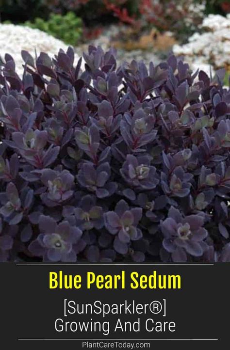 Blue Pearl Sedum (SunSparkler®) Sedum hybrid, perennial succulent, deep purplish-blue foliage, patented, showy pink flowers. [DETAILS] Blue Pearl Sunsparkler Sedum, Blue Pearl Sedum, Night Embers Sedum, Sunsparkler Sedum, Purple Sedum, Sedum Sunsparkler, Sedum Garden, Sedum Plant, Blue Foliage