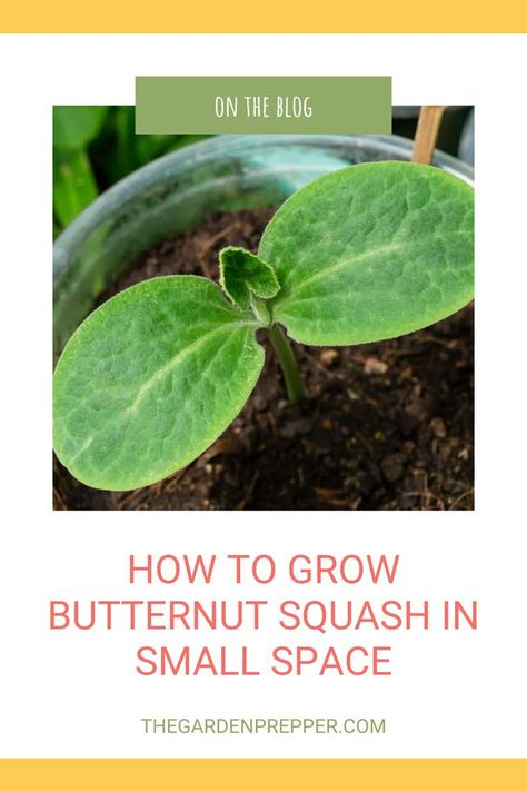 How to grow butternut squash in small space How To Plant Butternut Squash Seeds, When To Plant Butternut Squash, How To Grow Butternut Squash From Seed, Butternut Planting, Butternut Squash Plant, Butternut Squash Growing, Butternut Squash Trellis Ideas, Growing Butternut Squash Vertically, How To Grow Butternut Squash