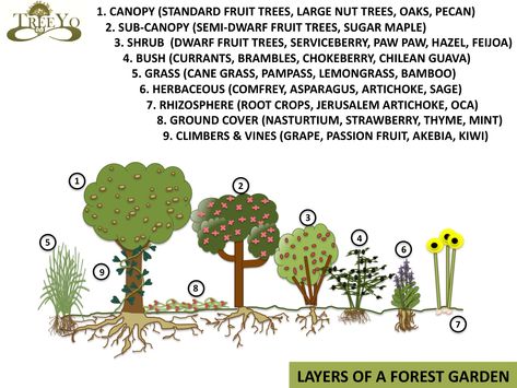 Forest Garden design, a great way to incorporate design and trees Uses Of Trees, Food Forest Design, Permaculture Design Course, Food Forest Garden, Tropical Countries, Permaculture Gardening, Permaculture Design, Food Forest, Forest Garden