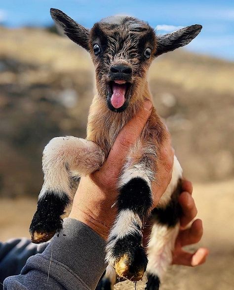 Small Goat, Mini Goats, Fluffy Cows, Baby Goat, Cute Goats, Animal References, Baby Goats, Painting Inspo, Silly Animals