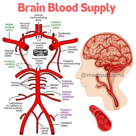 🧠Circle of Willis; A critical arterial structure located at the base of the brain. The Circle of Willis is a circular network of arteries that supply blood to the brain and surrounding structures. It serves as a vital backup system for cerebral circulation, ensuring that if one part of the blood supply is blocked or reduced, other pathways can still provide oxygen-rich blood to the brain tissue. 📌Key arteries included in this diagram: ❇️Internal Carotid Arteries: Major arteries supplying... Blood Supply Of Brain, Major Arteries, Circle Of Willis, Internal Carotid Artery, Vertebral Artery, Sistem Saraf, Carotid Artery, Brain Tissue, Lower Limb