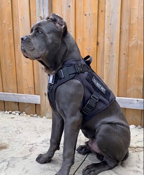 7,081 mentions J’aime, 25 commentaires - CANE CORSO DOGGO ⚔️ (@canecorso.doggo) sur Instagram : "👑 . . . FOLLOW: @canecorso.doggo 🔥 . . . @chino_corso  #canecorso #canecorso.doggo #cane…" Cane Corso Dog Breed, Service Dog Harness, Tactical Harness, Senior Dogs Care, Tactical Dog Harness, No Pull Dog Harness, Cane Corso Puppies, Dog Line Art, Cane Corso Dog