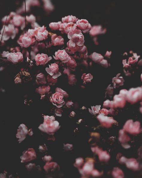 Have A Beautiful Week, Leaves Wallpaper Iphone, Flower Background Iphone, Flower Background Images, Vintage Flowers Wallpaper, Iphone Lockscreen Wallpaper, Flowery Wallpaper, Flower Wallpapers, Dark Flowers