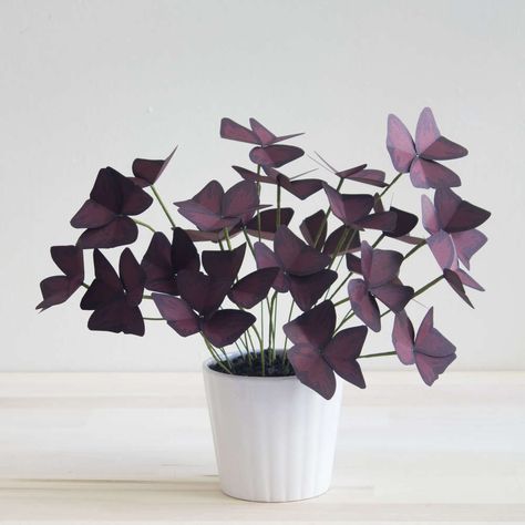 DIY: Pretty and Carefree Paper Plants Purple Shamrock, Oxalis Triangularis, Small Indoor Plants, Acid Loving Plants, Fleurs Diy, Fiddle Leaf Fig Tree, Paper Plants, Paper Leaves, Deco Floral