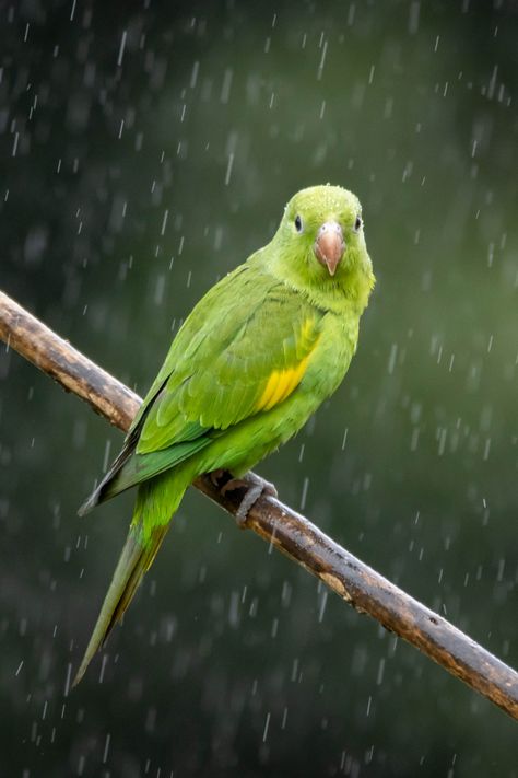 Explore the vibrant green parakeet and other stunning green birds native to Florida. Get a glimpse with jaw-dropping photos. Green Parakeet, Majestic Birds, Monk Parakeet, Florida Wildlife, Green Birds, Green Heron, Bird Facts, Painted Bunting, Inktober 2024