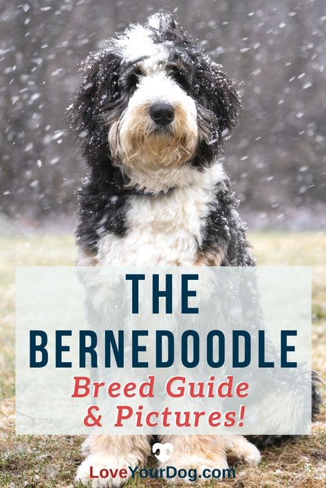 Bernedoodle Miniature Full Grown, Red And White Bernedoodle, Black And White Bernedoodle, Bernadoodle Haircuts, Bernedoodle Grooming Styles, F1 Bernedoodle, F1b Bernedoodle, Bernese Mountain Dog Poodle, Burmese Mountain Dogs