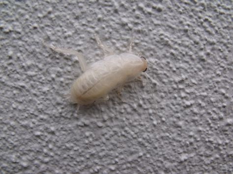 Took this photo of an albino cockroach at a garden I maintain - weird?! Cockroach Funny Pics, Baby Cockroach, Albino Cockroach, Hissing Cockroach, Madagascar Hissing Cockroach, How Roaches Look At You Meme, Simple Beauty, A Garden, Quick Saves