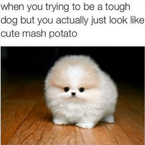 29 Tweets & Tumblr Posts Anyone With A Small, Fluffy Dog Will Find Extra Funny Cute Animal Memes, Funny Dog Memes, Funny Animal Quotes, Dog Lady, Baby Animals Pictures, Fluffy Dogs, Funny Animal Jokes, 웃긴 사진, Memes Humor