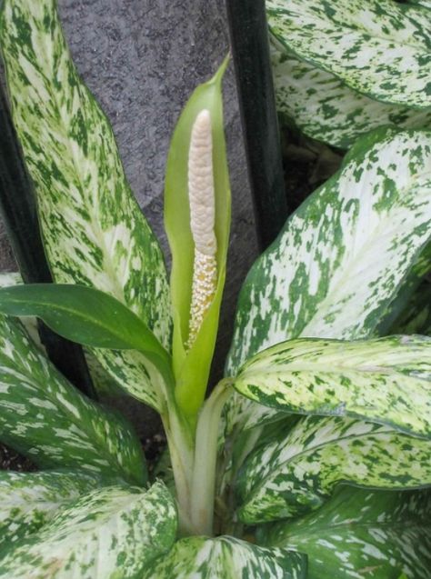 Aglaonema commutatum Growing Guide | Grow Chinese Evergreen Tropical Flowering Plants, Plants With Names, Tropical Plants And Flowers, Sweet Potato Plant, Toxic To Cats, Evergreen Flowers, Flowers To Grow, Broadleaf Evergreen, Poison Dart